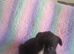 Grayhound puppies ready now