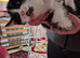 For sale black and white fluffy kitten