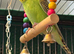 9 week old baby budgies available home reared