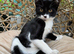 5 beutiful kittens for sale