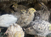 Chinese painted quails