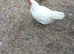 Farmyard bantam chicks