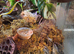 Baby mourning geckos