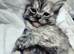 Beautiful Ragdoll & Chinchilla kittens