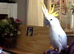 Yellow Crested Cockatoo Glasgow