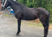 16hh registered Welsh partbred