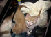 Beautiful Ginger & White Kittens