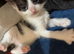 Last kitten
