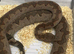 Solomon Island Ground Boa at Birmingham Reptiles