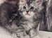 Gorgeous Pedigree Maine Coon Kittens Grand Champions Line