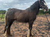 Yearling gelding