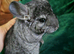 Lovely 2x female ebony chincillas
