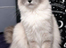 X ragdoll kitten