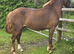 Chestnut make 15hh