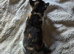 3 kittens looking for forever homes