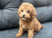 Toy poodle (female)
