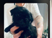 Shihtzu wanted