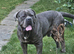 Pair of Cane Corso