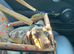 Miniature dachshund female 9 months