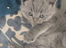 Four british shorthair kittens