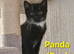 Beautiful Black and white Kittens