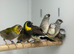 Cuban finches