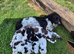 Working Springer Spaniels