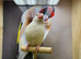 White Java finches
