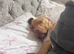 2 male dogs in need of rehousing
