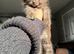 Giant mainecoons READY NOW