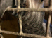 Proven male african grey