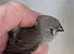 Baby's zebra finches for sale