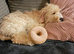 Cockapoo