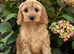 F1 cockapoo Puppies