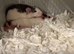 2 Female Bonded Dumbo Rate & cage