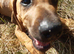 RHODESIAN RIDGEBACKS PUPPIES