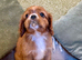 KC reg Champion Bloodline Cavalier King Charles Spaniel Puppies