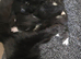 Black and white female kitten