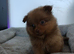 Pomeranians