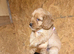 F1 cockapoo pups