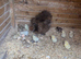 Silkie hen and 12 chicks