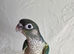 Hand-reared green cheek conure