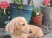 Cream longhaired dachshund female kc reg