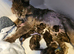 6 stunning Mainecoon
