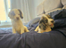 COCKER SPANIEL PUPPY BITCH FOR SALE
