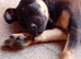 Seventeen weeks old female belgium malanoise