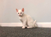 male kitten ready to leave