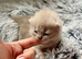 HEALTH TESTED BRITISH SHORTHAIR LILAC (GREY) KITTENS