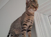 Full Pedigree TICA Registered Savannah Girl Cat