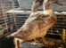 Pair of 7 weeks old Welsh Harlequins